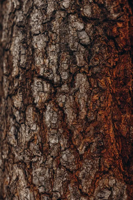 Detail Tree Bark Close Up Number 10