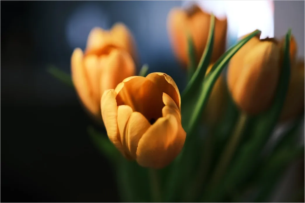 Detail Tulip Macro Number 2