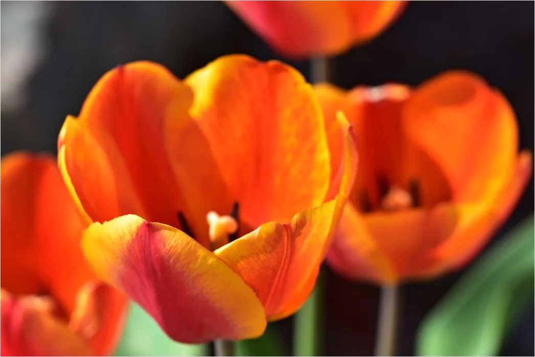 Detail Tulip Macro Number 12