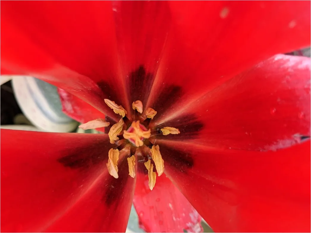 Detail Tulip Macro Number 13