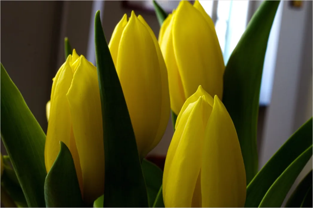 Detail Tulip Macro Number 15