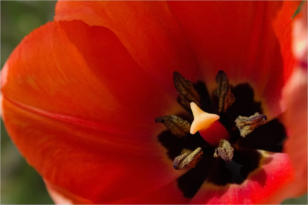 Detail Tulip Macro Number 17