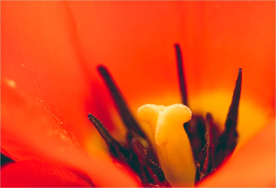 Detail Tulip Macro Number 18