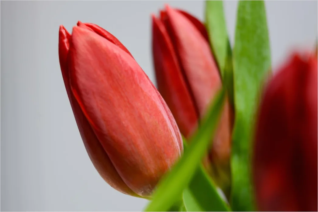 Detail Tulip Macro Number 19