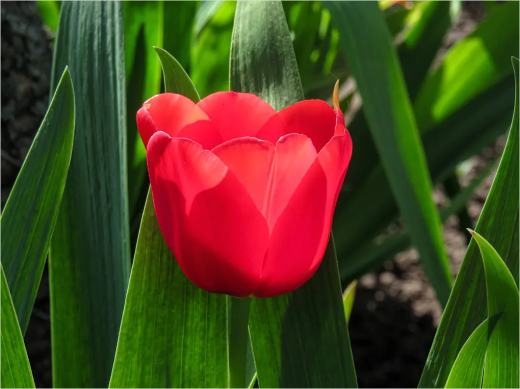 Detail Tulip Macro Number 20