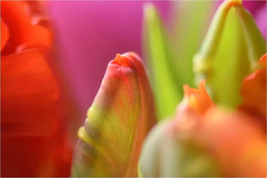 Detail Tulip Macro Number 3