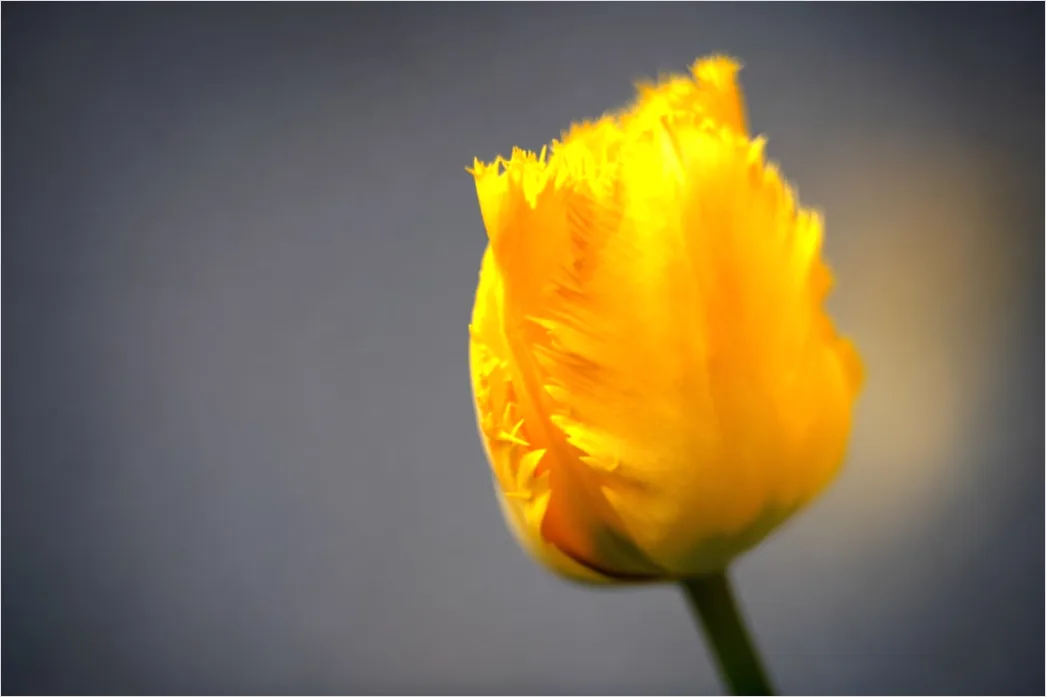 Detail Tulip Macro Number 4