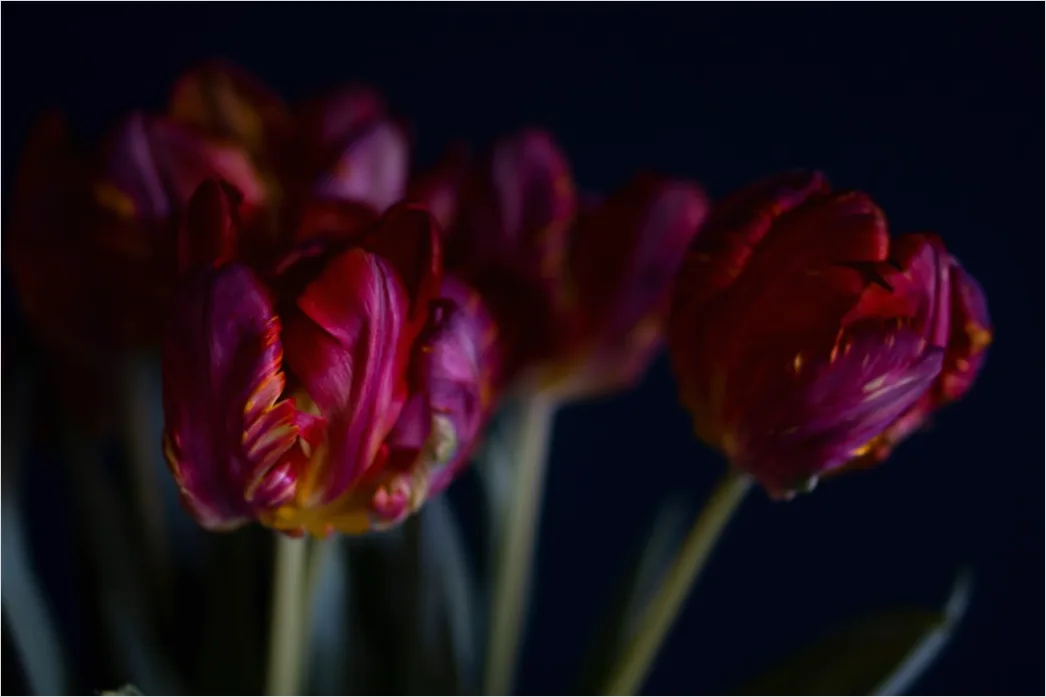 Detail Tulip Macro Number 5