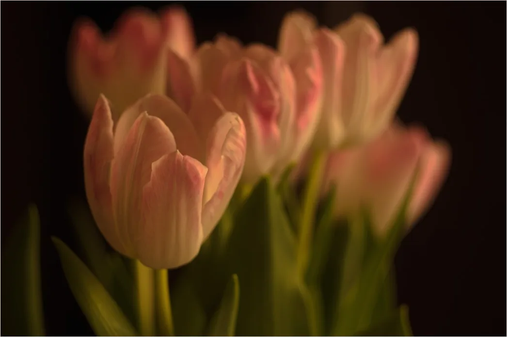 Detail Tulip Macro Number 6