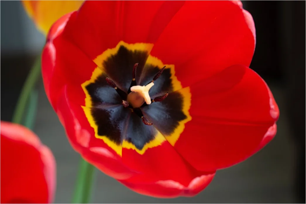 Detail Tulip Macro Number 7