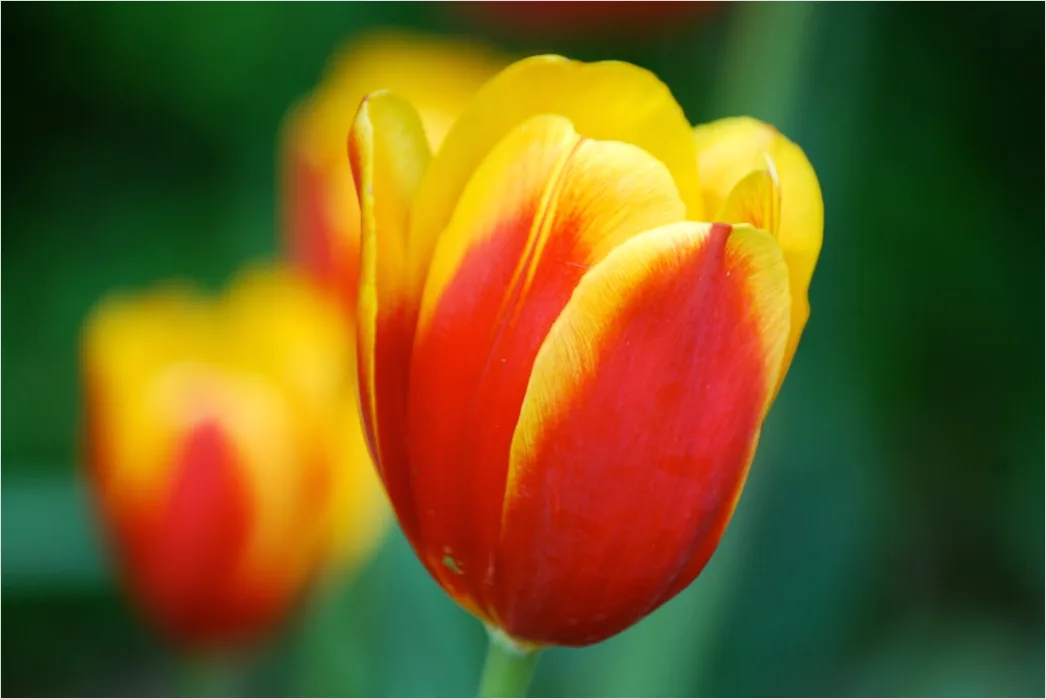 Detail Tulip Macro Number 8