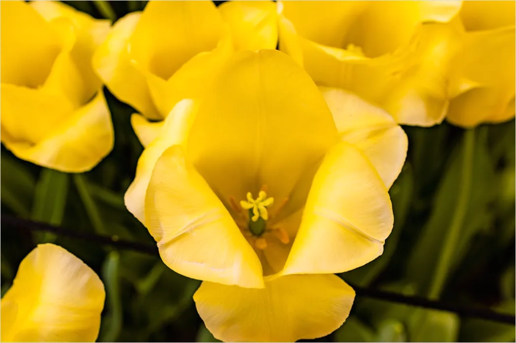 Detail Tulip Macro Number 9