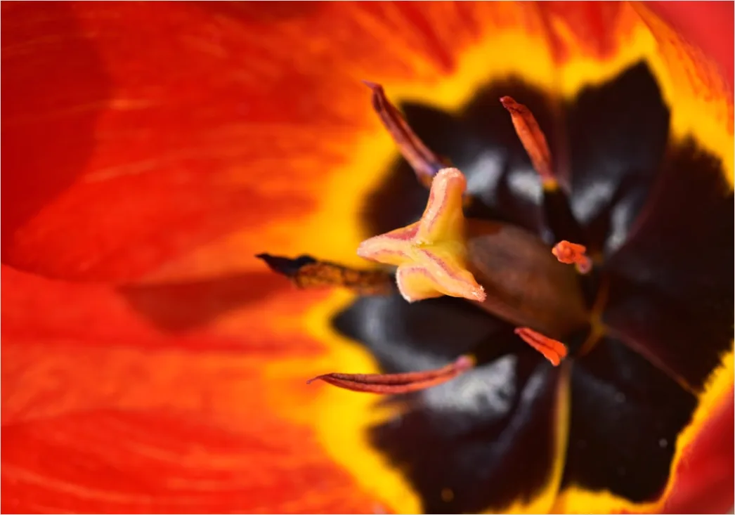 Detail Tulip Macro Number 10