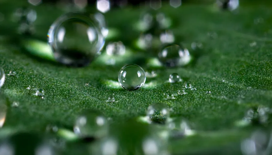 Water Drops On Leaf Macro Cd07