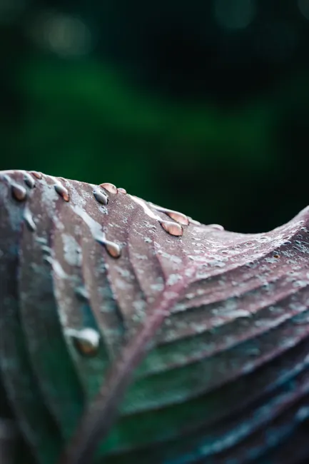 Detail Water Drops On Leaf Macro Number 2