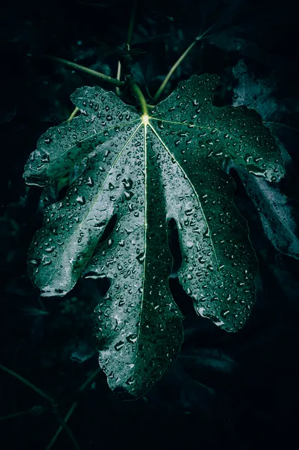 Detail Water Drops On Leaf Macro Number 11