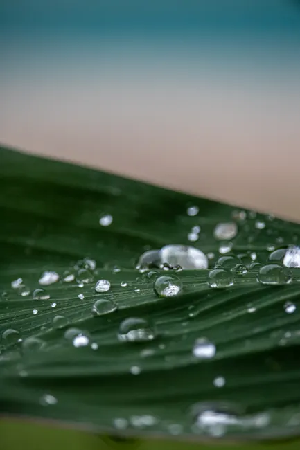 Detail Water Drops On Leaf Macro Number 12