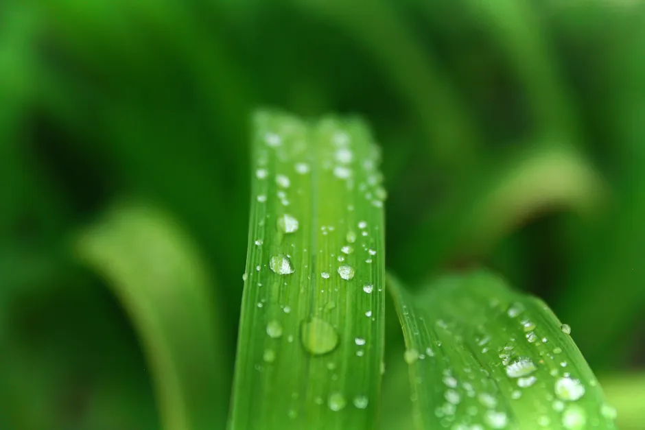 Detail Water Drops On Leaf Macro Number 13