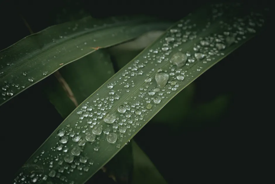Detail Water Drops On Leaf Macro Number 14