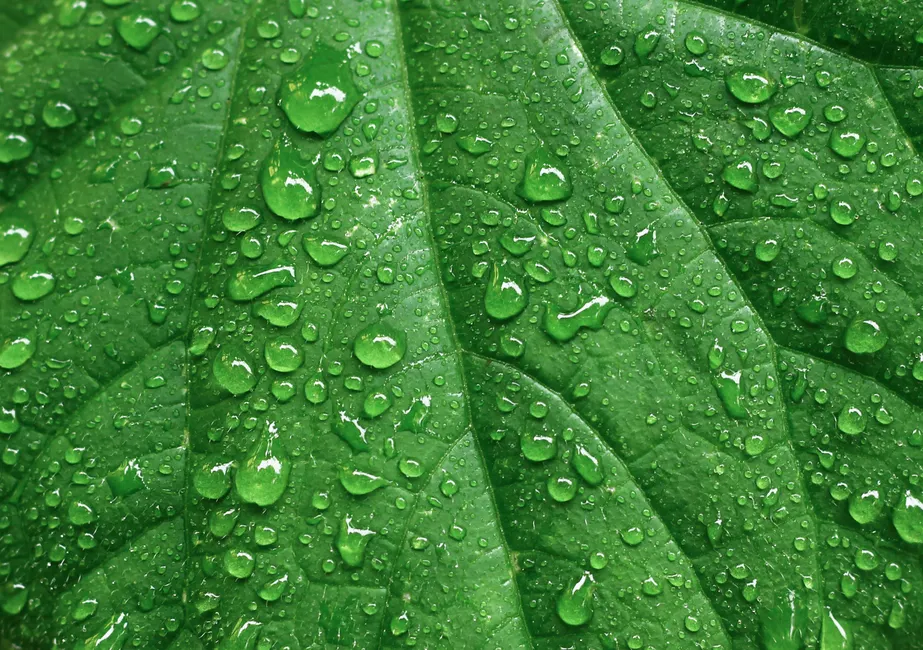 Detail Water Drops On Leaf Macro Number 15
