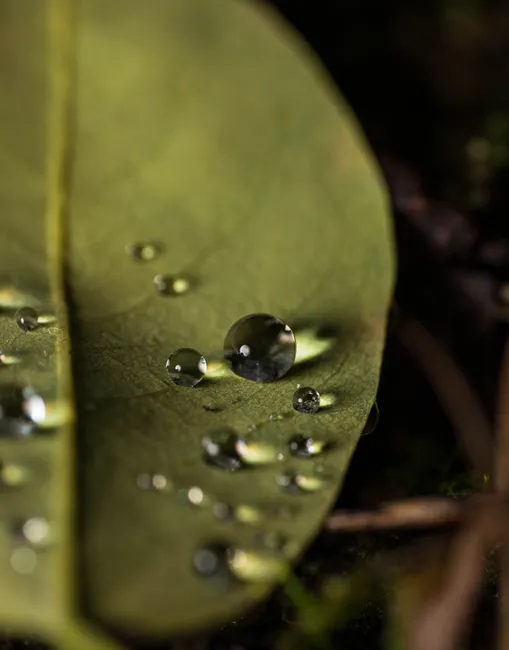 Detail Water Drops On Leaf Macro Number 16