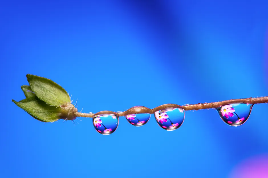 Detail Water Drops On Leaf Macro Number 17
