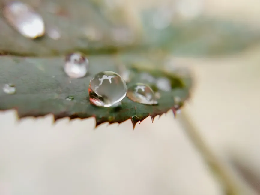 Detail Water Drops On Leaf Macro Number 18