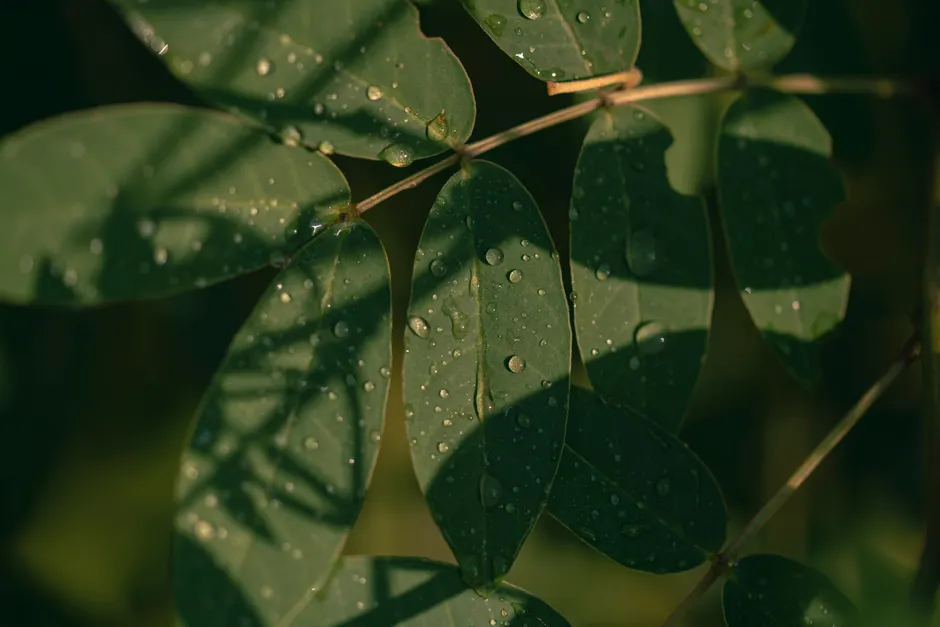 Detail Water Drops On Leaf Macro Number 19