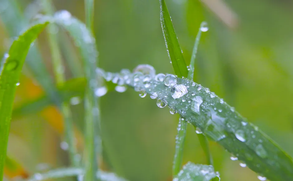 Detail Water Drops On Leaf Macro Number 20