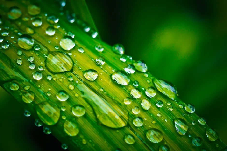Detail Water Drops On Leaf Macro Number 3