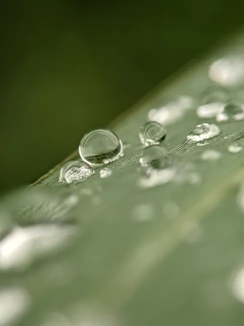 Detail Water Drops On Leaf Macro Number 4