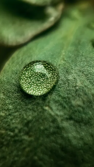 Detail Water Drops On Leaf Macro Number 5