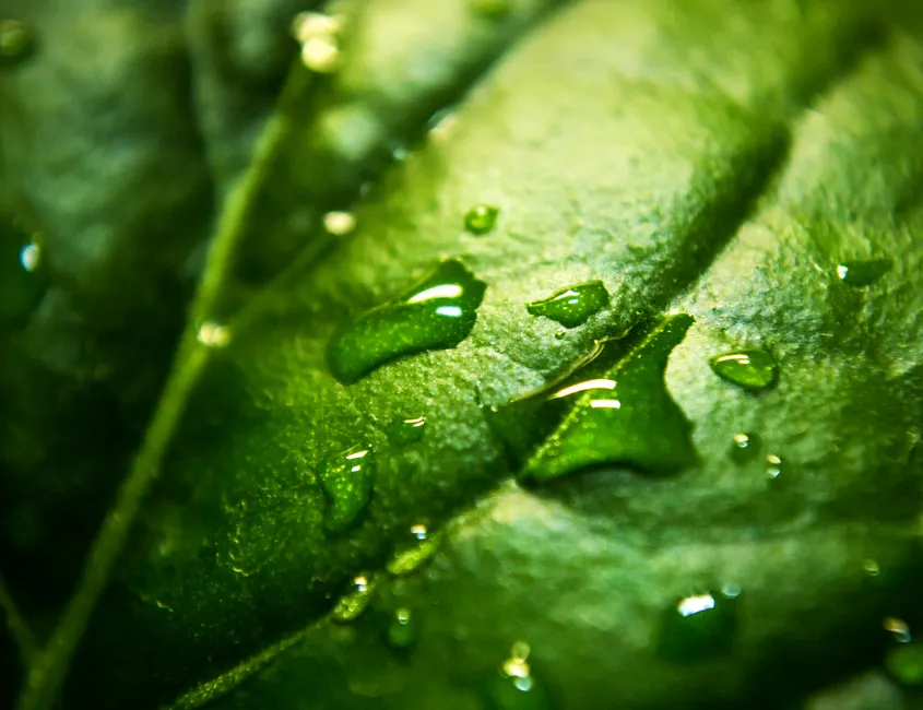 Detail Water Drops On Leaf Macro Number 6
