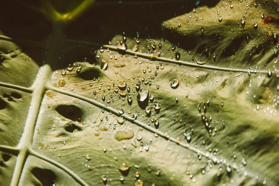 Detail Water Drops On Leaf Macro Number 7