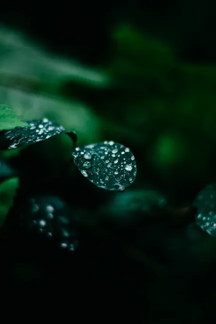 Detail Water Drops On Leaf Macro Number 8