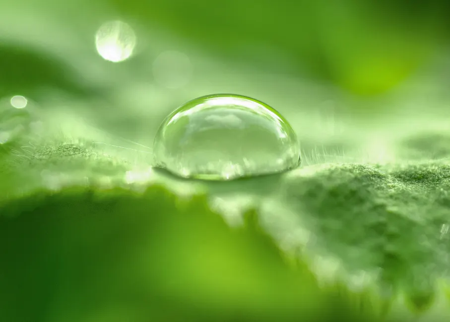 Detail Water Drops On Leaf Macro Number 9