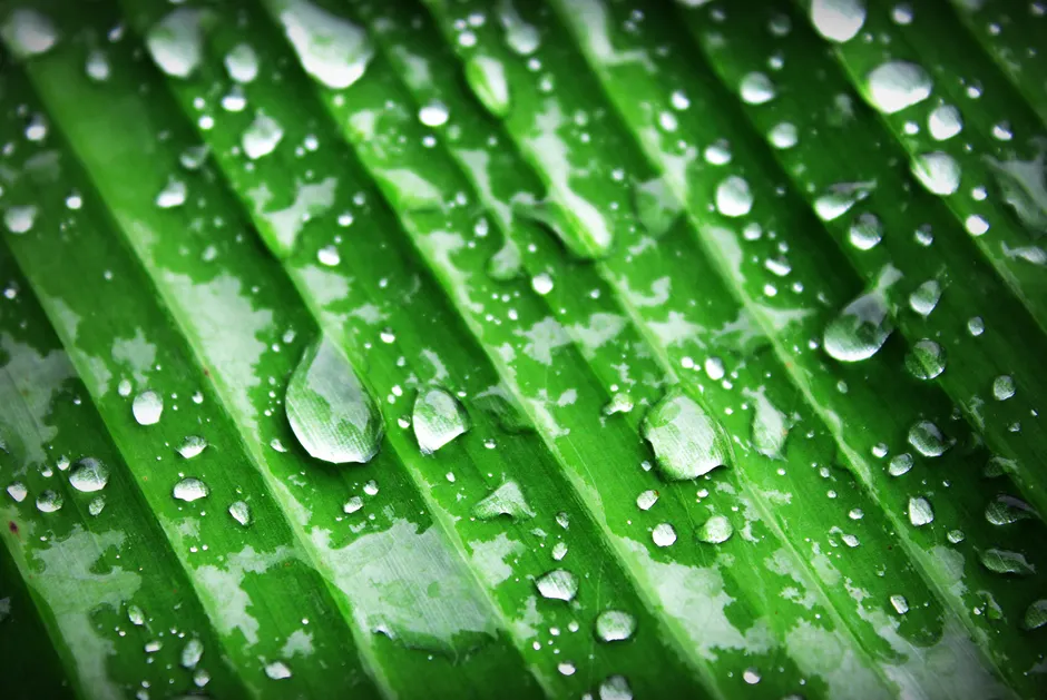 Detail Water Drops On Leaf Macro Number 10