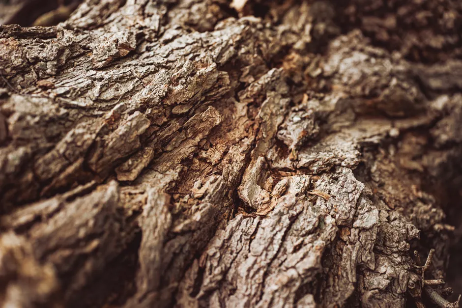 Detail Wood Grain Macro Photography Number 11