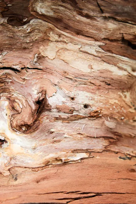 Detail Wood Grain Macro Photography Number 12