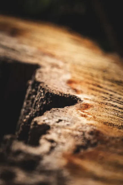 Detail Wood Grain Macro Photography Number 13