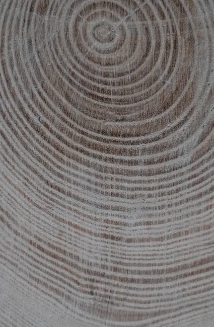 Detail Wood Grain Macro Photography Number 14