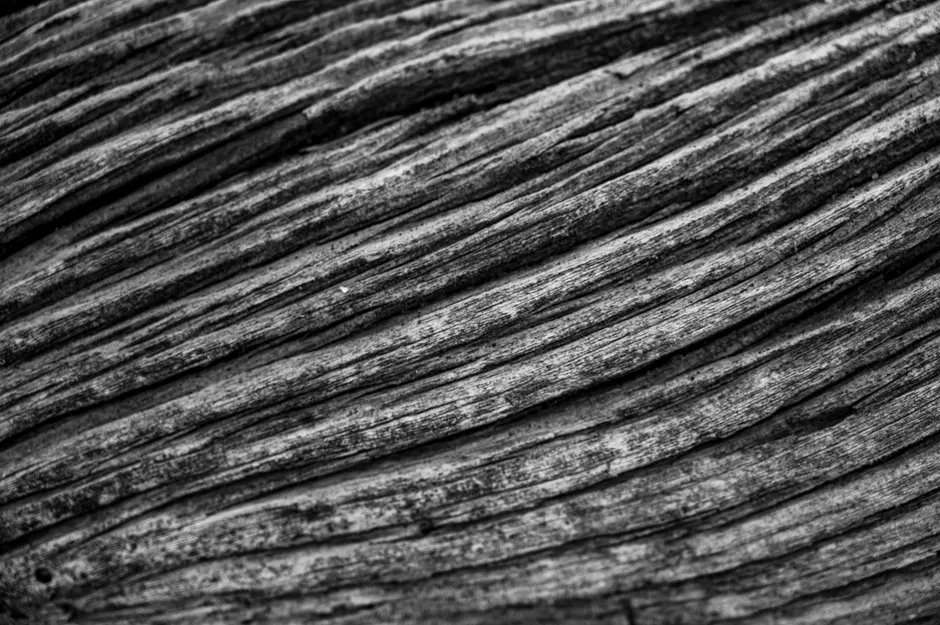 Detail Wood Grain Macro Photography Number 16