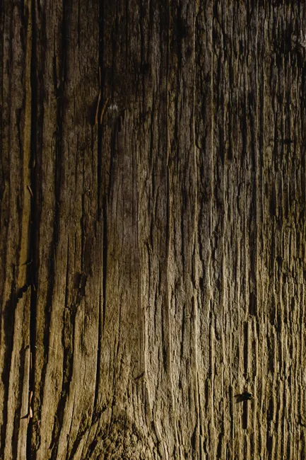 Detail Wood Grain Macro Photography Number 17
