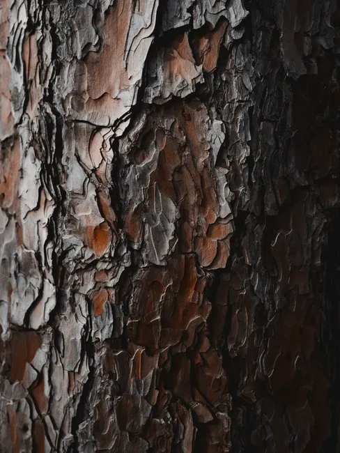 Detail Wood Grain Macro Photography Number 18