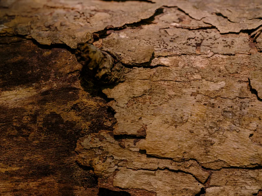 Detail Wood Grain Macro Photography Number 19