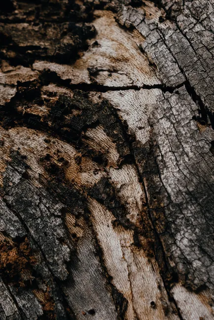 Detail Wood Grain Macro Photography Number 3