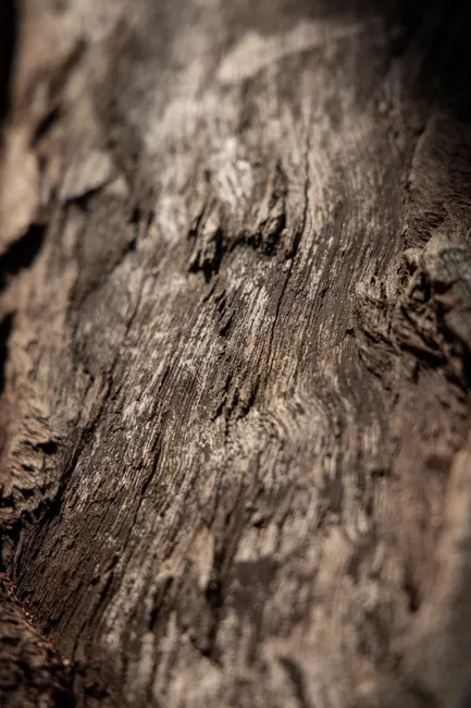 Detail Wood Grain Macro Photography Number 5