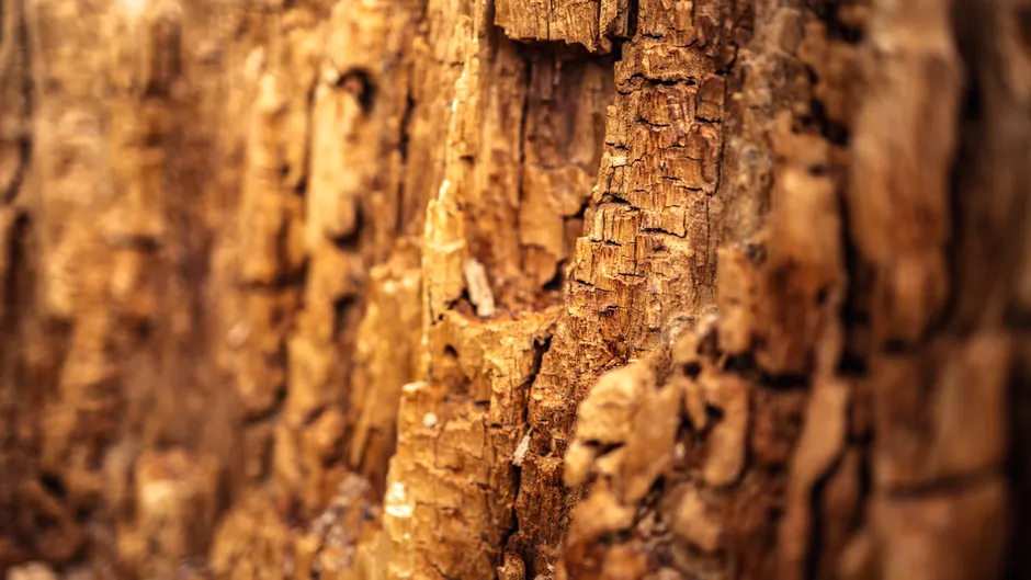 Detail Wood Grain Macro Photography Number 6