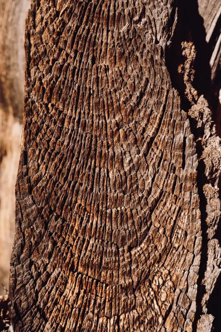 Detail Wood Grain Macro Photography Number 7