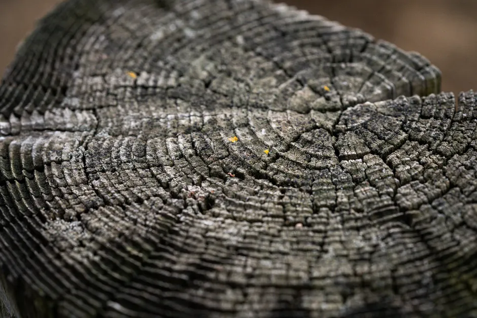 Detail Wood Grain Macro Photography Number 8